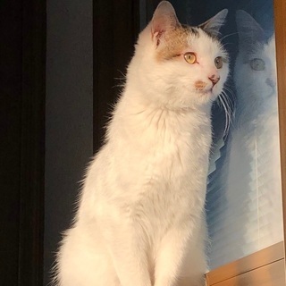 保護猫　オス　一歳　キャリア持ち