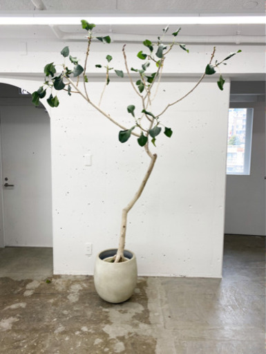 観葉植物インテリア代官山恵比寿大型家具