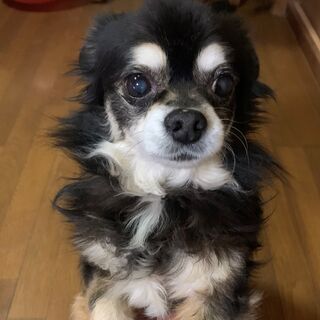 高齢ですがとにかく元気です。