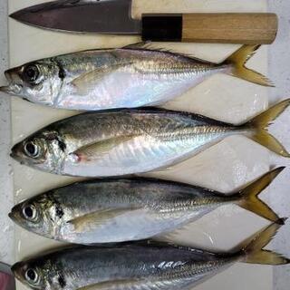 釣り仲間募集します(^○^) - 大阪市