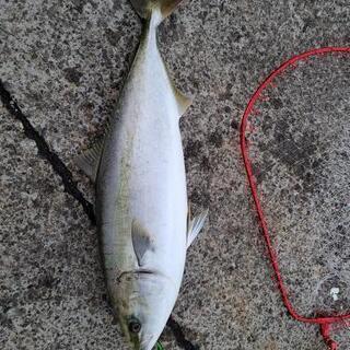 釣り仲間募集します(^○^) − 大阪府