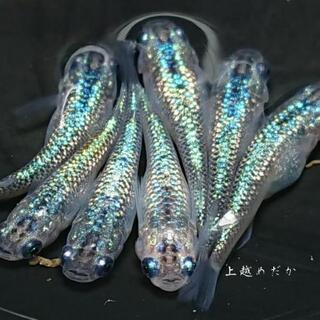 メダカ・めだか・サファイア・水槽・水草・庭石の画像