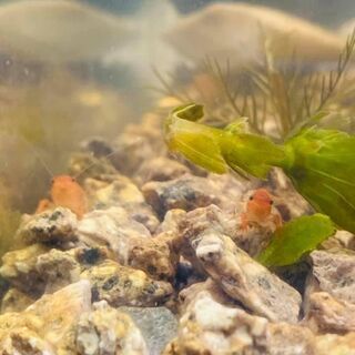 ザリガニ (Crayfish) 