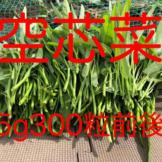 空芯菜の種