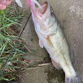 バス釣り仲間募集