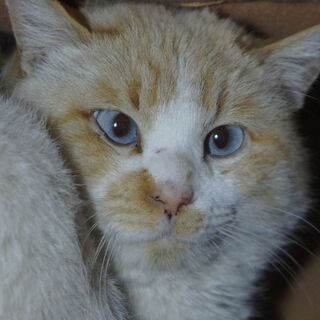 【動画付き】珍しく素敵なクリーム色の猫