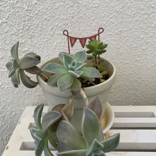 多肉植物♡