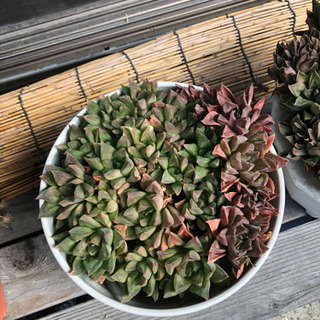 多肉植物