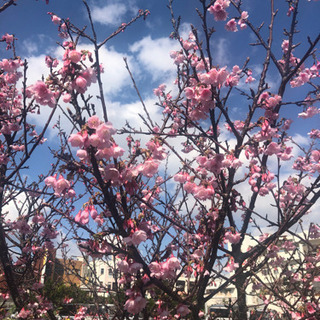 大人数グルチャでワイワイしませんか？٩(๑❛ᴗ❛๑)۶ - 那覇市