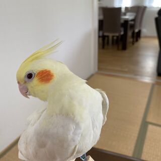 千葉県佐倉市臼井で2月23日にオカメインコ【ルチノー】が迷子にな...