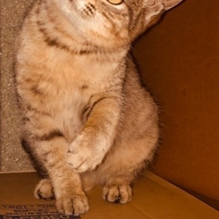 右眼が不自由なキジトラ子猫