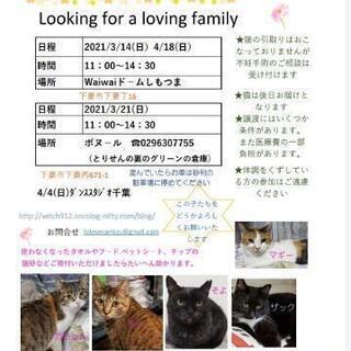 保護猫譲渡会　waiwaiドームしもつま3･14