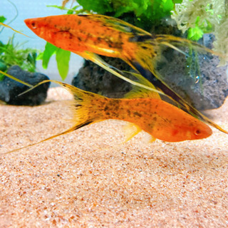 ベルリンライヤーソードテール　熱帯魚　卵胎生メダカ