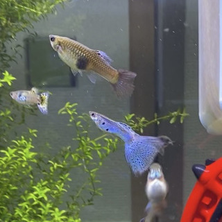 熱帯魚好きな方
