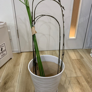 【お譲り確定】植木鉢　白の陶器　