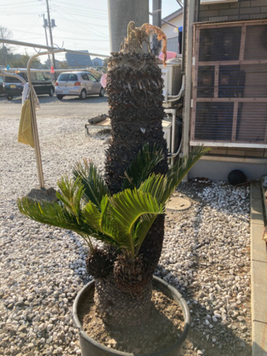 ソテツ　蘇鉄　160cm