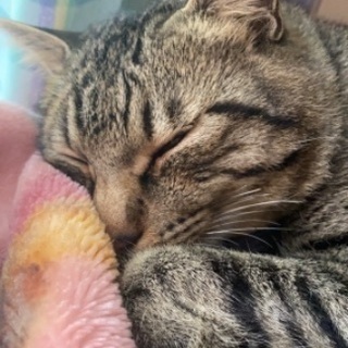 迷い猫 キジトラ 南区福富東