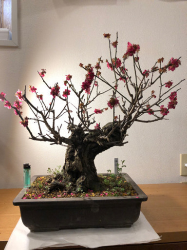 【盆栽】梅