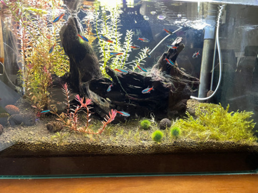 ガラス水槽　生体