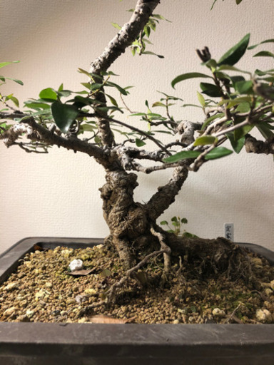 【盆栽】定家葛(ていかかずら)