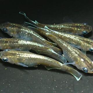 メダカ・めだか・エメラルドフィン・水草・水槽・睡蓮