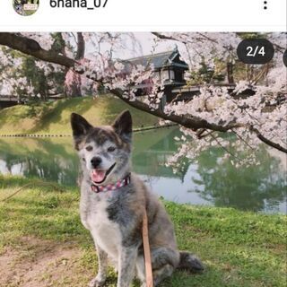 迷子犬を探しています