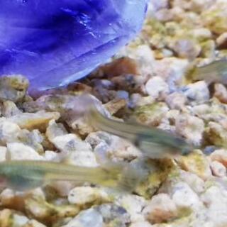 グッピー幼魚、差し上げます【雌雄判明】