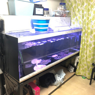 アクリル水槽、アロワナ