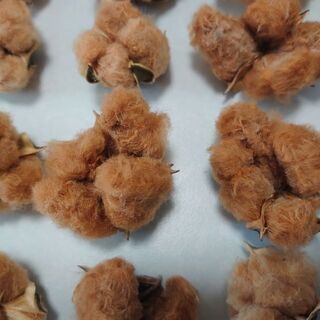 わたの種　白&茶の画像