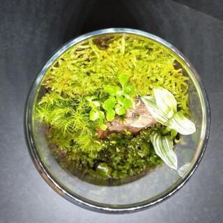森の鼓動⑦、苔テラリウムの画像