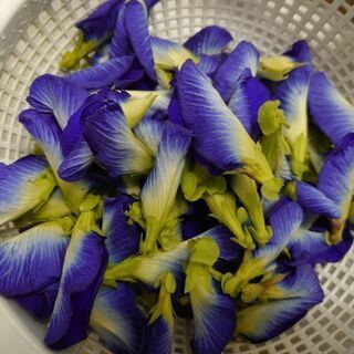 バタフライピー　種　蝶豆　アンチャン　20粒〜の画像
