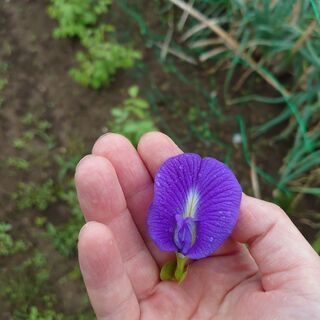 バタフライピー　種　蝶豆　アンチャン　20粒〜