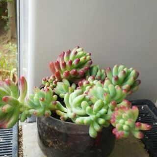 多肉植物 その58
