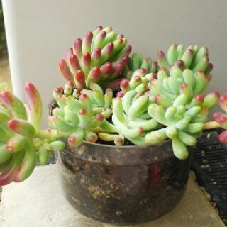 多肉植物 その58の画像