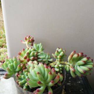 多肉植物 その58の画像