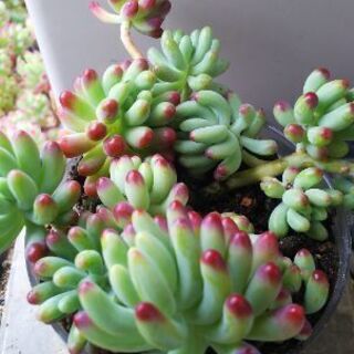 多肉植物 その58の画像