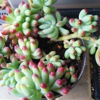 多肉植物 その58の画像
