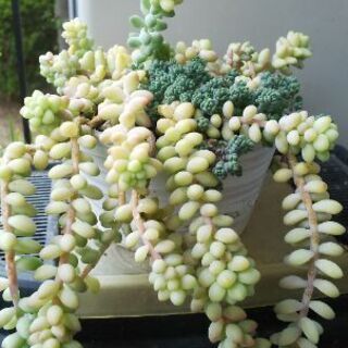 多肉植物 その59