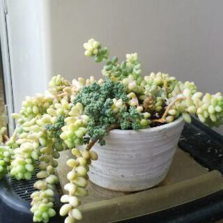 多肉植物 その59の画像