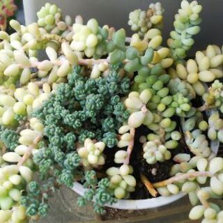 多肉植物 その59の画像
