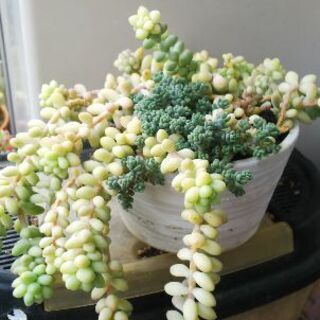 多肉植物 その59の画像