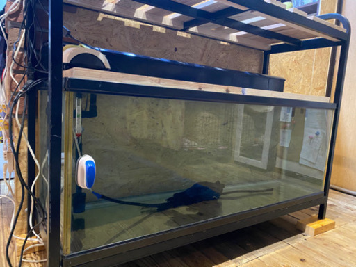最終値下げ☆120×45×45㎝　　ガラス　水槽　設置台込み