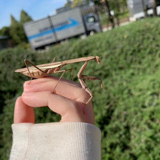 虫が好きなお友達が欲しいです。