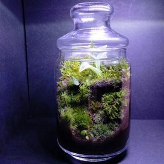 天然苔橋③、苔テラリウム
