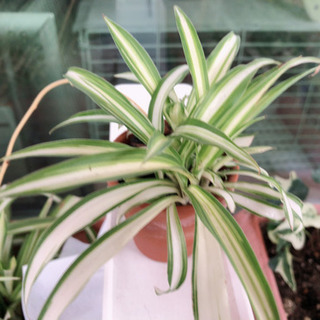 オリヅルラン　観葉植物　の画像
