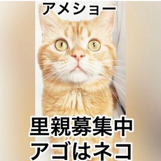 アメリカンショートヘア　成ネコ　本文をよくご覧下さいませ。 アゴはネコ