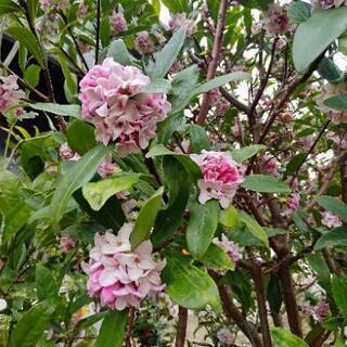 💐 沈丁花   ジンチョウゲ   花見❗の画像