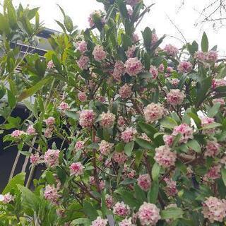  💐 沈丁花   ジンチョウゲ   花見❗の画像