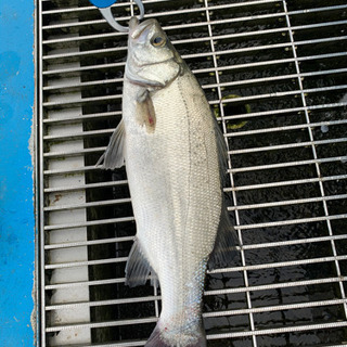ジモティ〜アングラー🎣釣り友達募集⭐︎