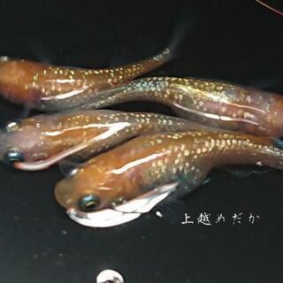 めだか・メダカ・王華・水槽・庭石・水草